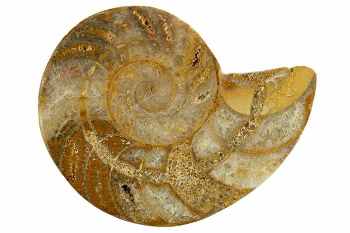 Cut & Polished Jurassic Nautilus Fossil (Half) - Madagascar #339278